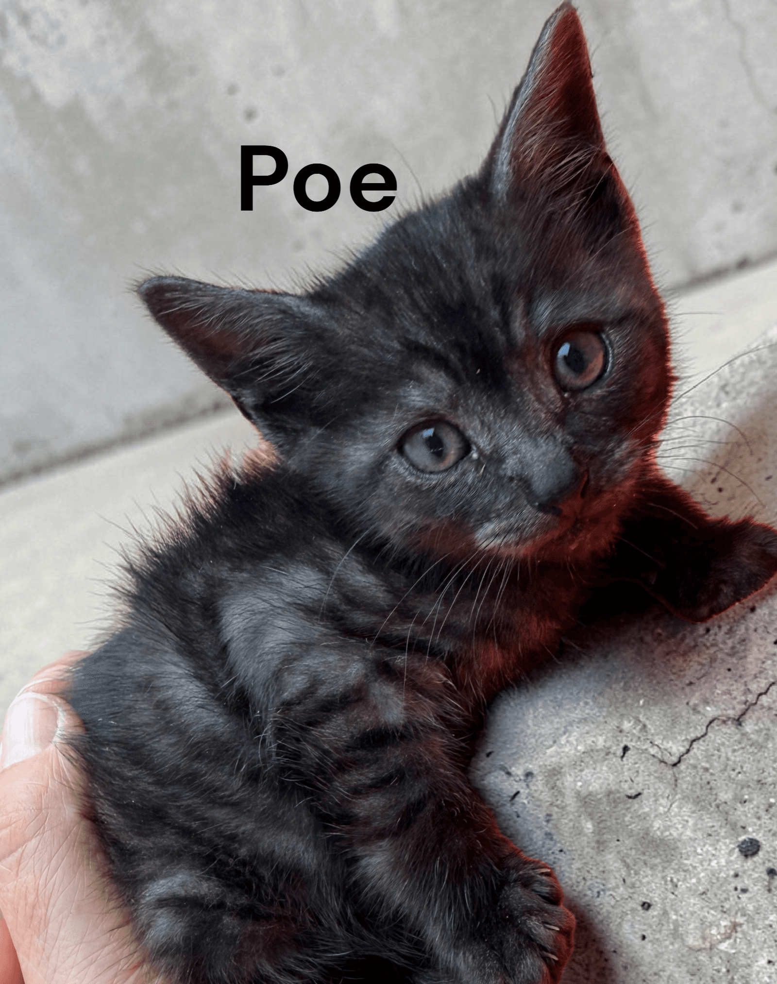 Poe - Tabby