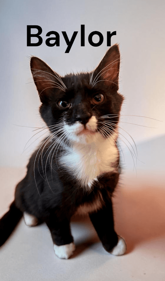 Baylor - Tuxedo