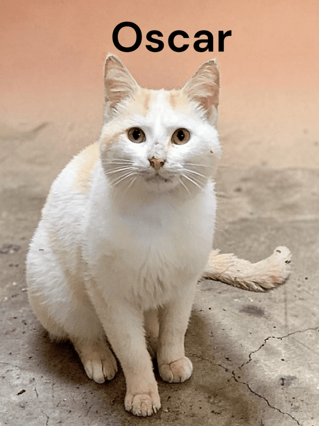 Oscar - Domestic Short Hair