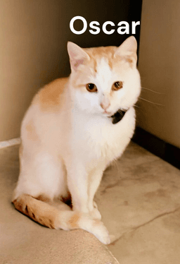 Oscar image 2