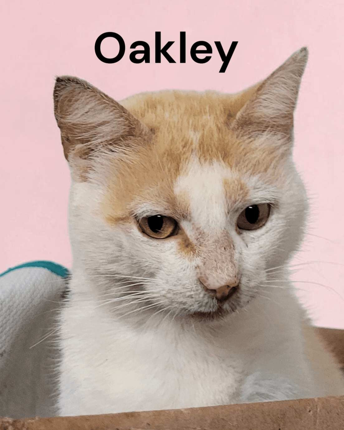 Oakley - Domestic Short Hair