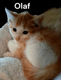 Olaf image 2