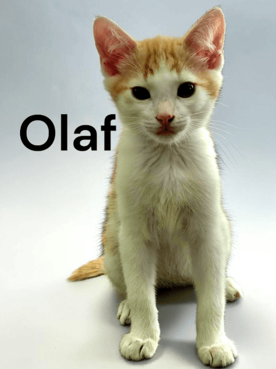 Olaf - Domestic Short Hair