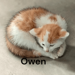 Owen image 2