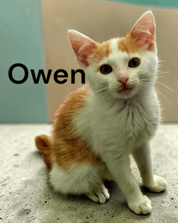 Owen image 1