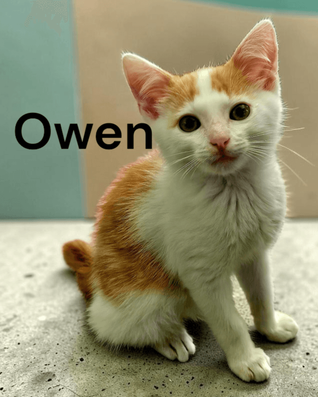 Owen - Domestic Short Hair