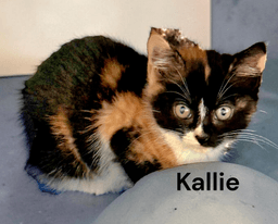 Kallie image 1