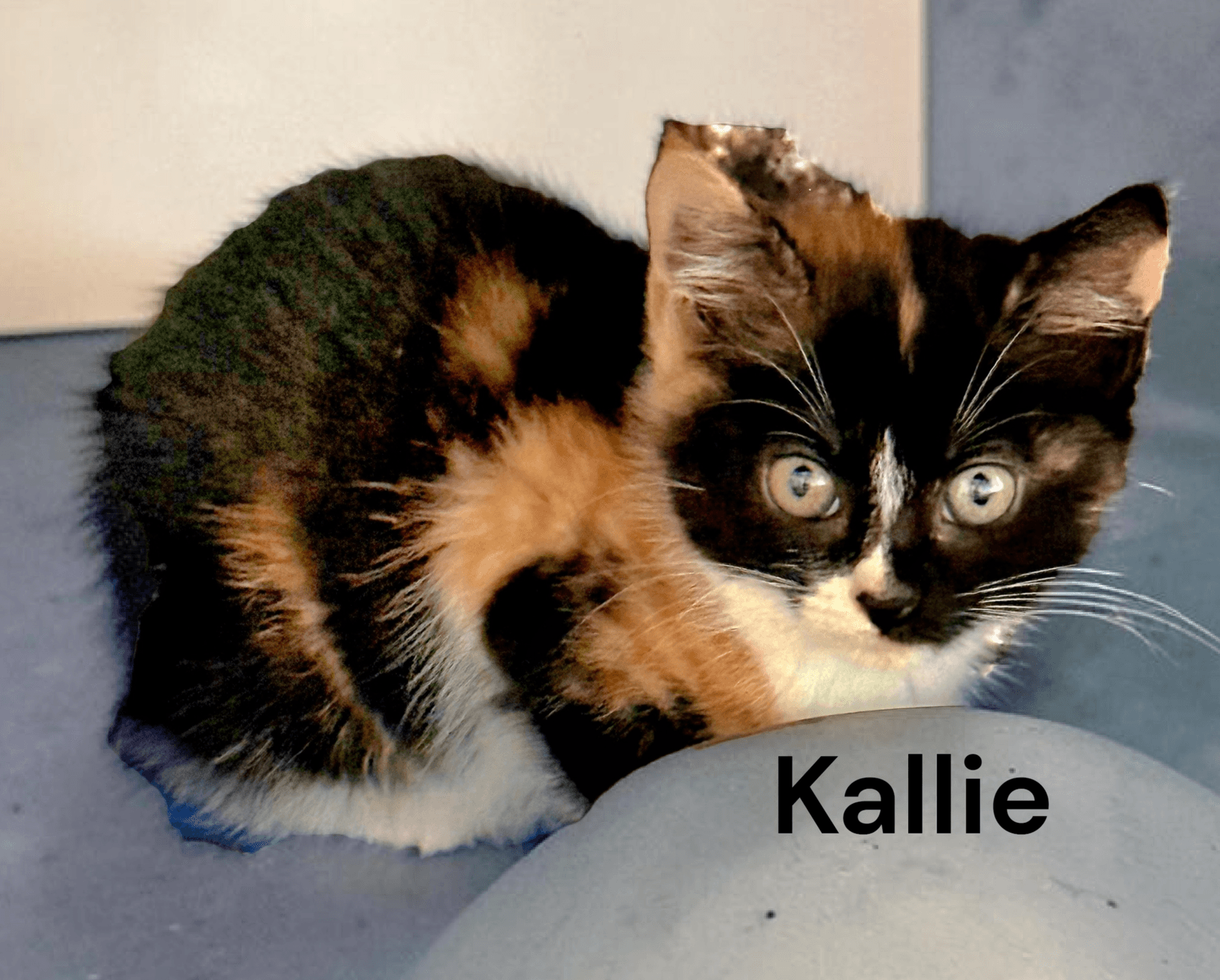 Kallie - Calico