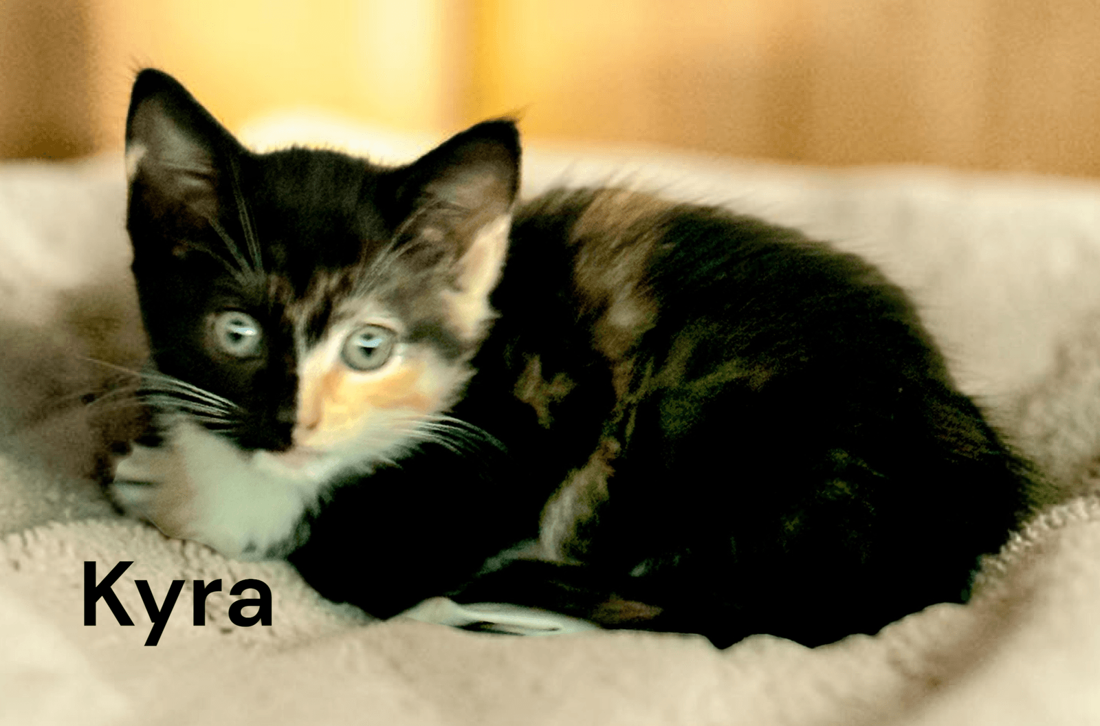 Kyra - Calico