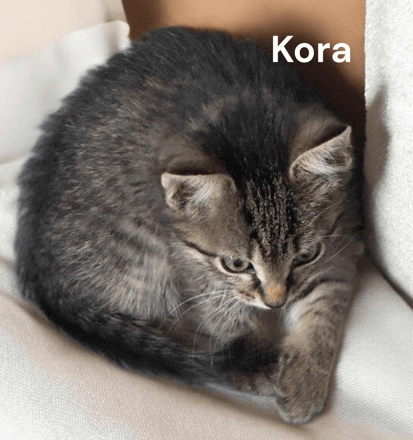 Kora - Tabby