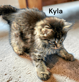 Kyla image 1