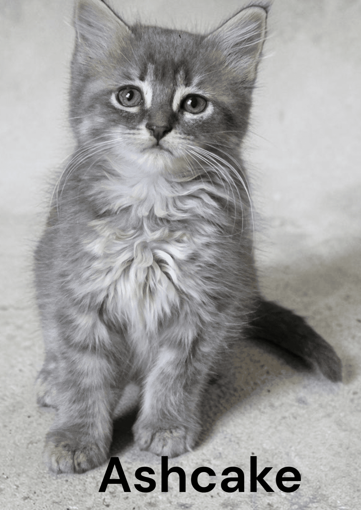 Ashcake - Domestic Medium Hair