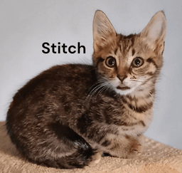 Stitch image 1