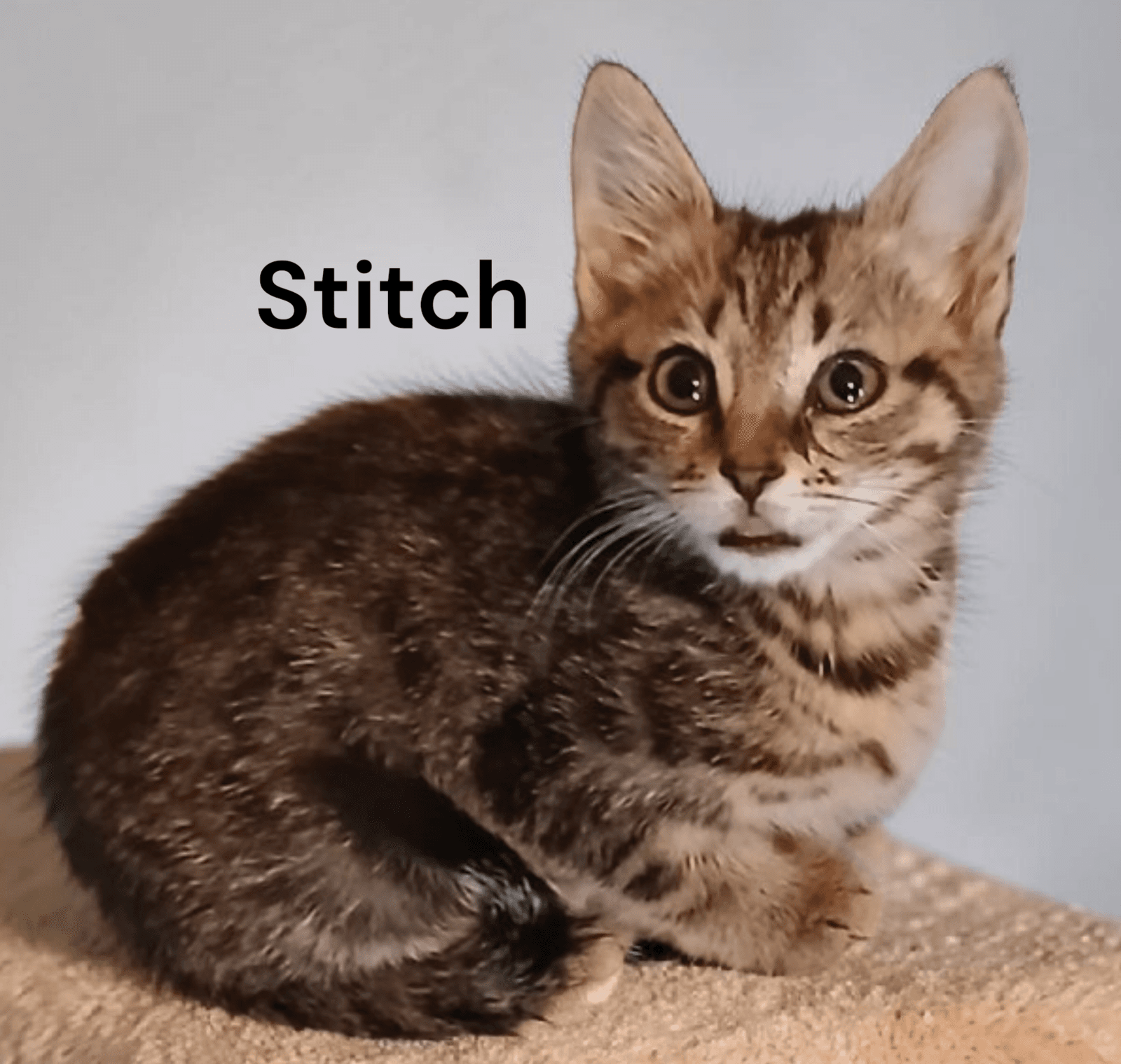 Stitch - Tabby