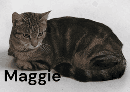 Maggie image 2