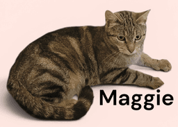 Maggie image 1