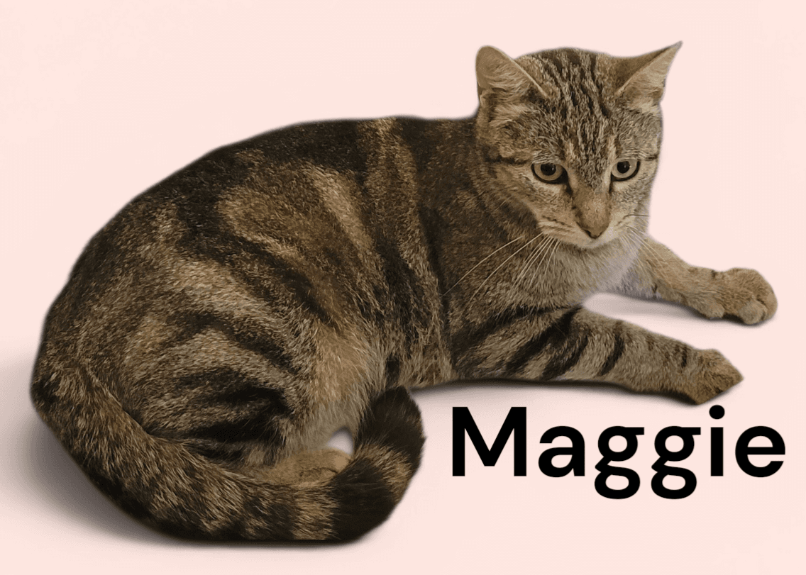 Maggie - Tabby