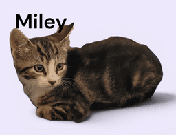 Miley image 1