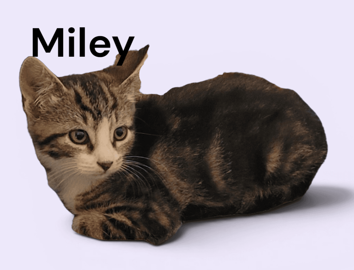 Miley - Tabby