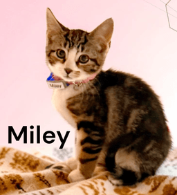 Miley image 2