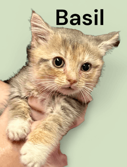 Basil image 3