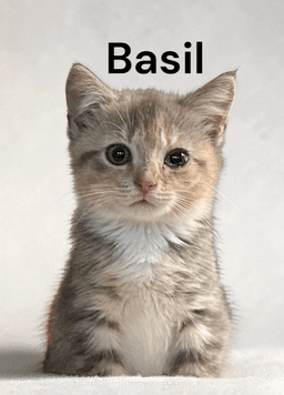 Basil image 2