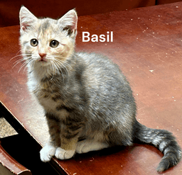 Basil image 1