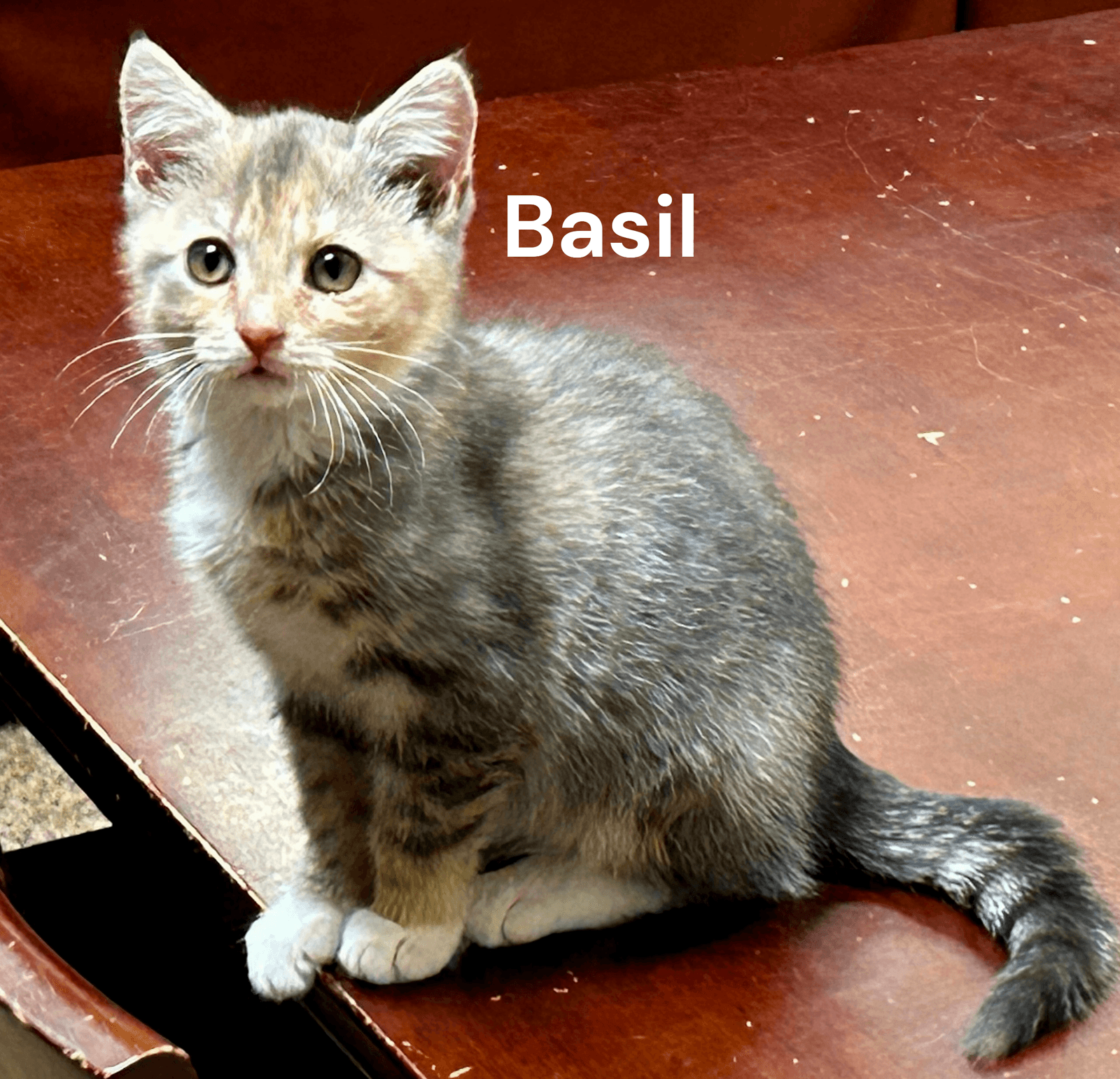 Basil - Dilute Calico