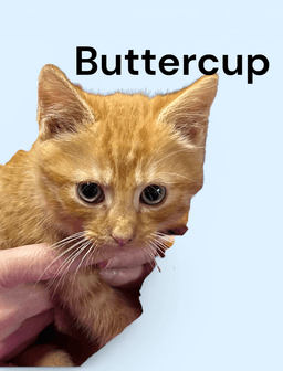 Buttercup image 3