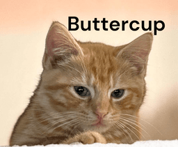 Buttercup image 1