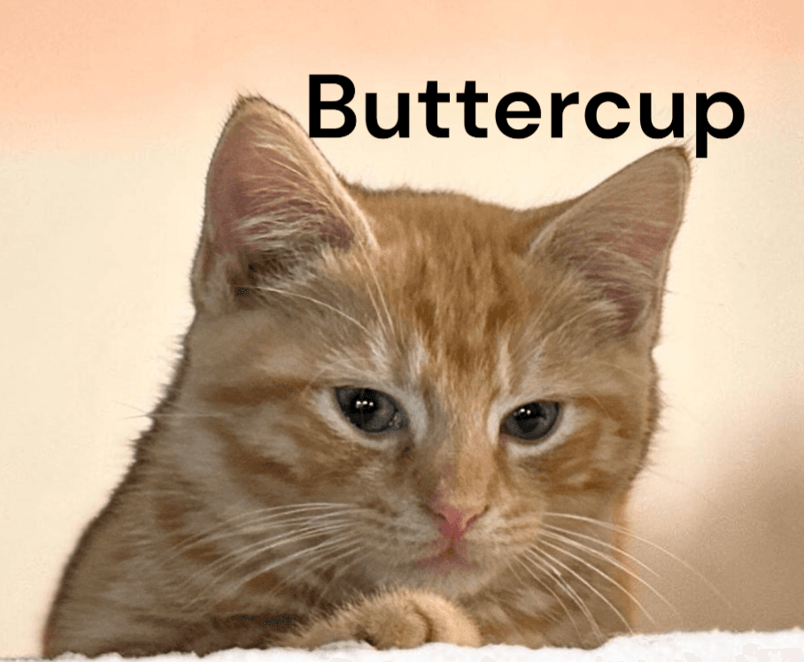 Buttercup - Tabby