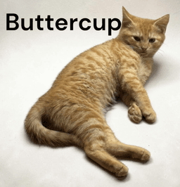 Buttercup image 2