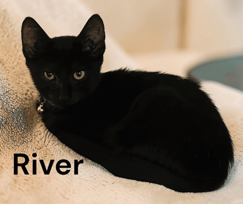 River - Domestic Short Hair