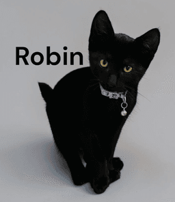 Robin image 1