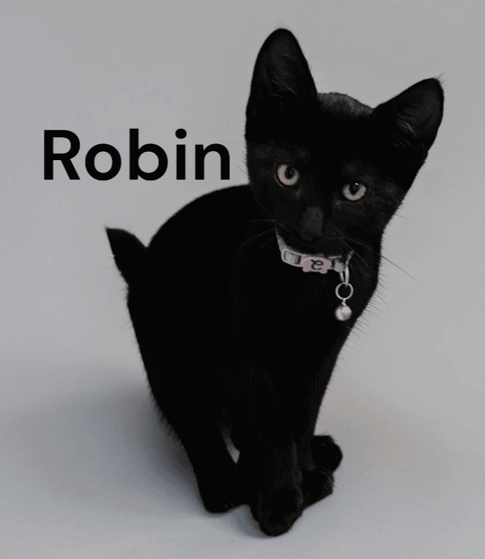 Robin - Domestic Short Hair
