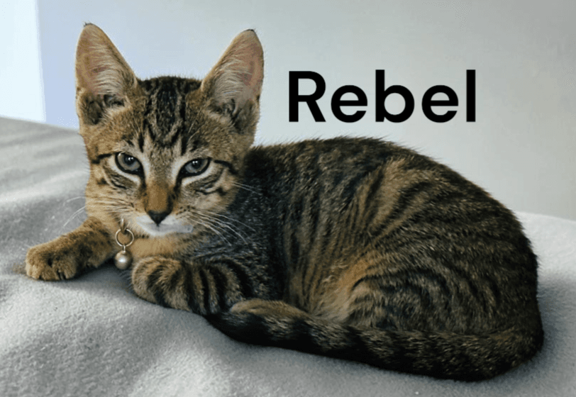 Rebel