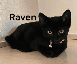 Raven image 1