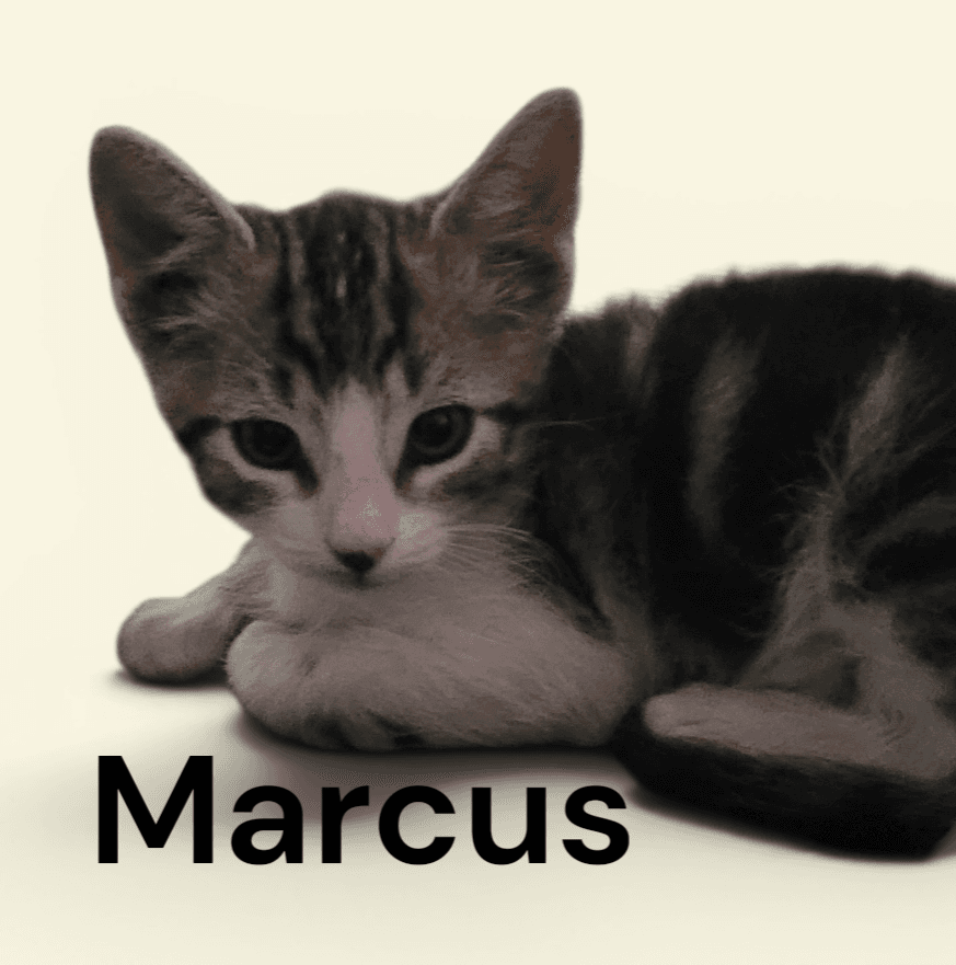 Marcus - Tabby