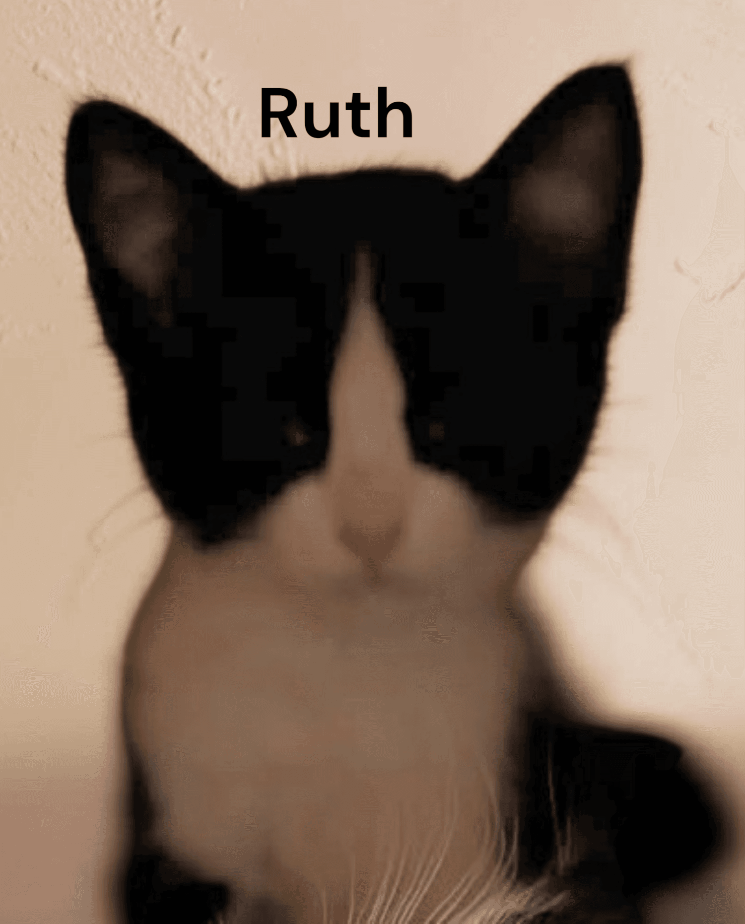 Ruth - Tuxedo
