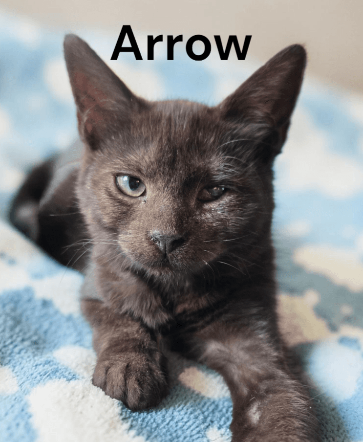 Arrow - Domestic Short Hair