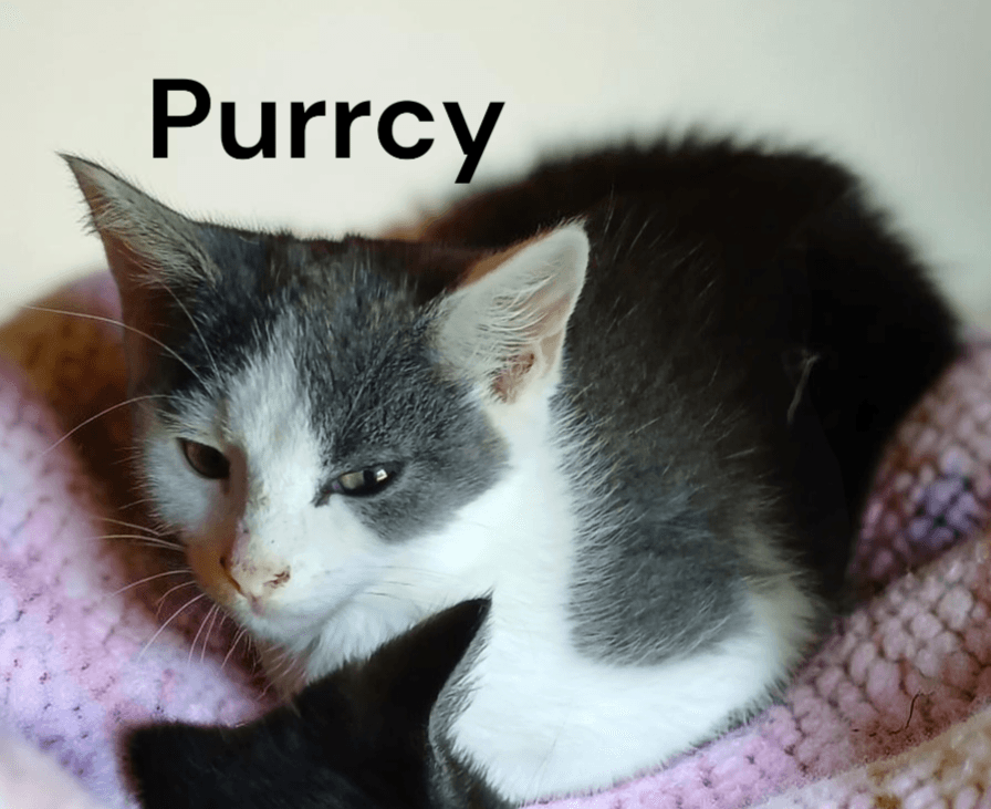 Purrcy - Domestic Short Hair