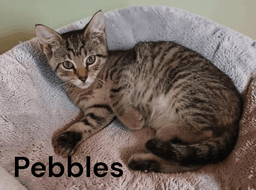 Pebbles image 1