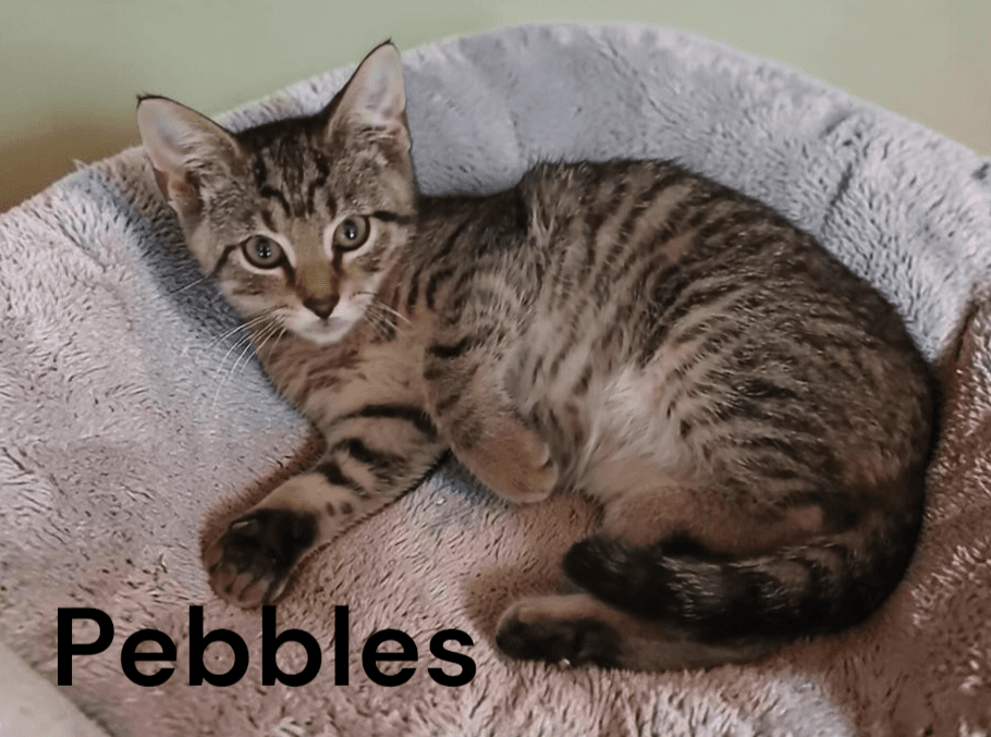 Pebbles - Tabby