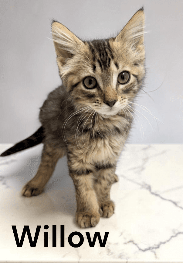 Willow - Tabby
