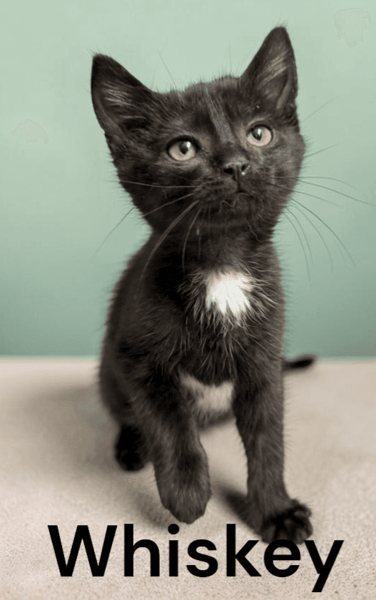 Whiskey - Domestic Short Hair