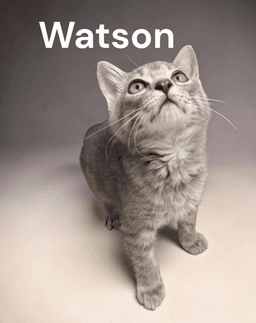 Watson image 1