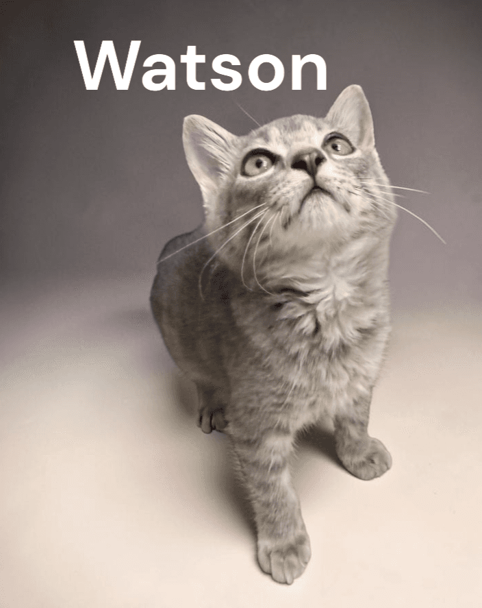 Watson - Tabby