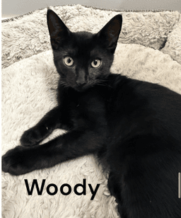 Woody image 1