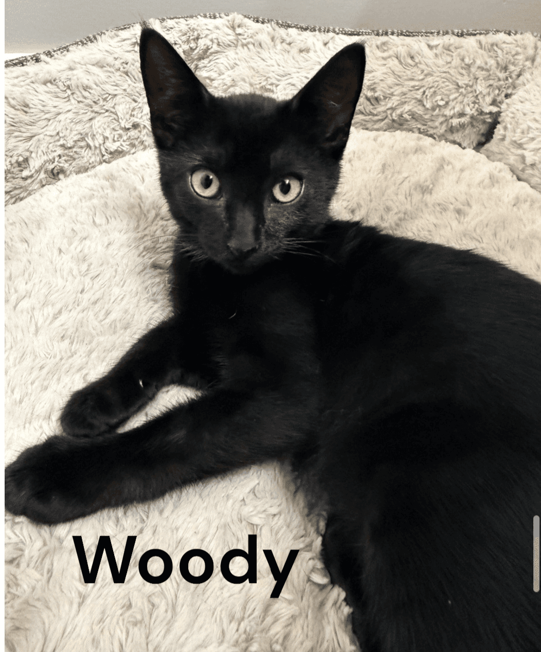Woody