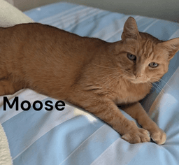 Moose image 1